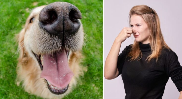 ¿Su perros tienen mal aliento? Este es el truco barato y natural para solucionarlo ¿Su perros tienen mal aliento? Este es el truco barato y natural para solucionarlo